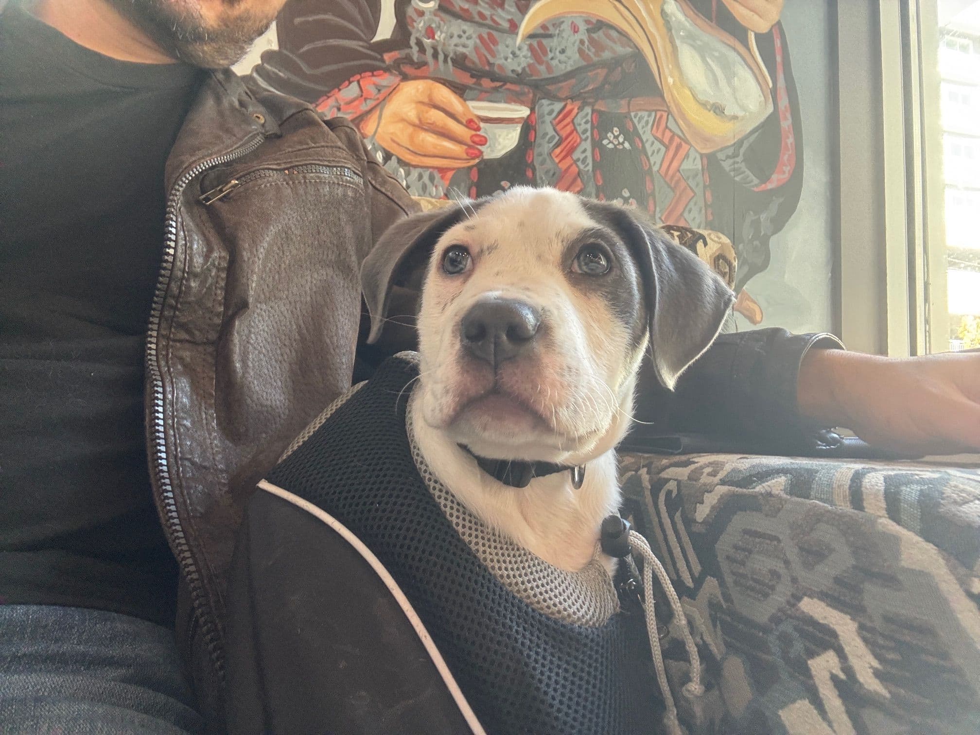 Goose enjoying a coffee