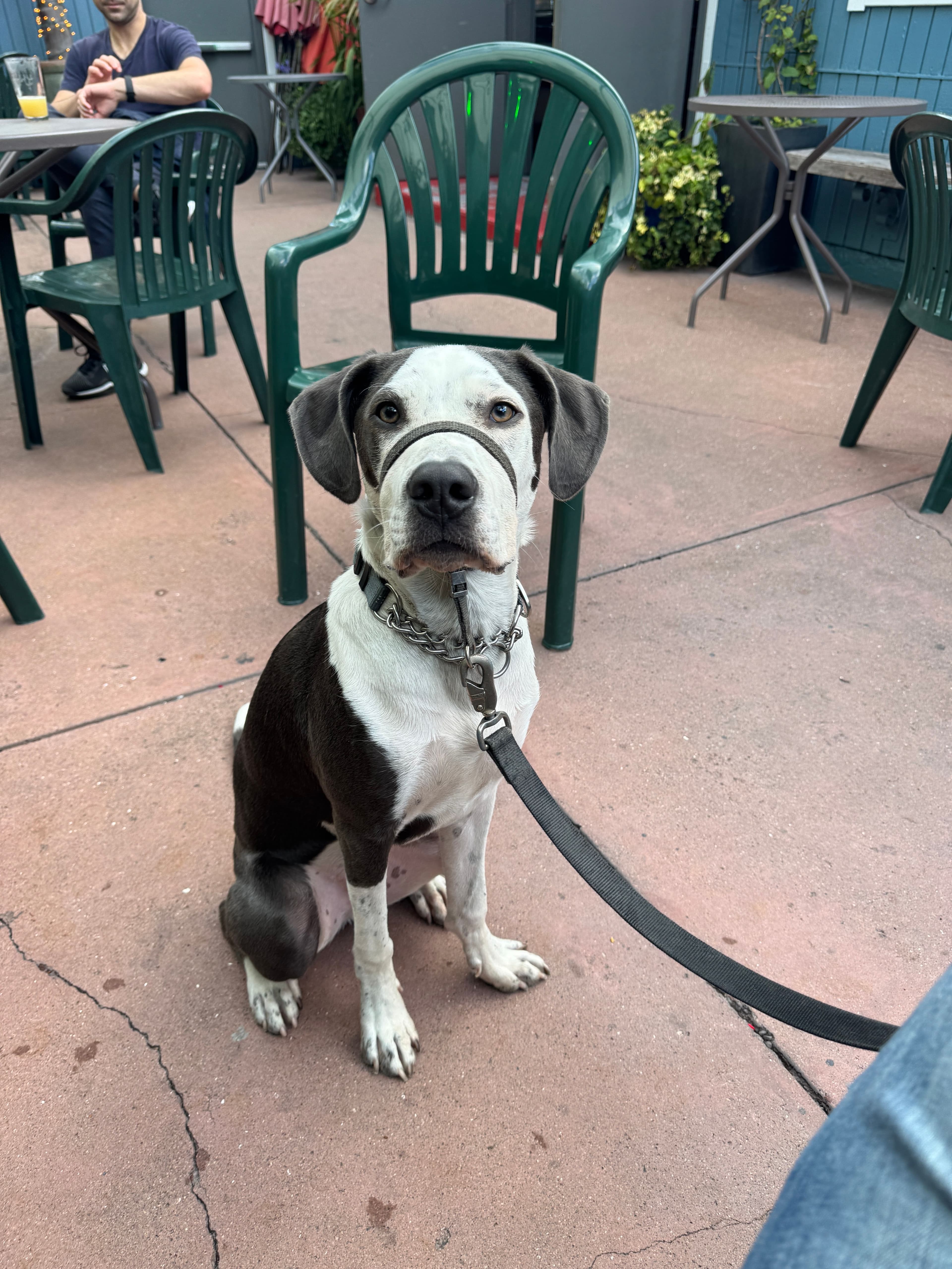 Goose at Mars Bar Training To Be Calm in Public