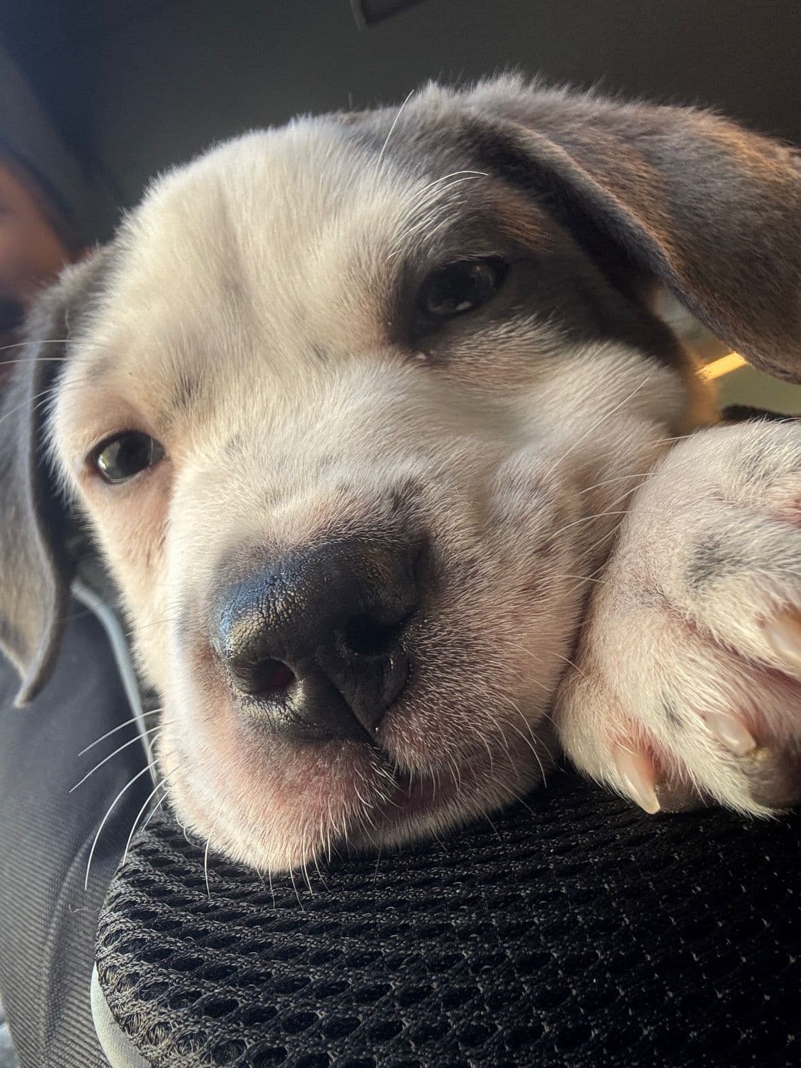 Goose in a bag - so chill for now